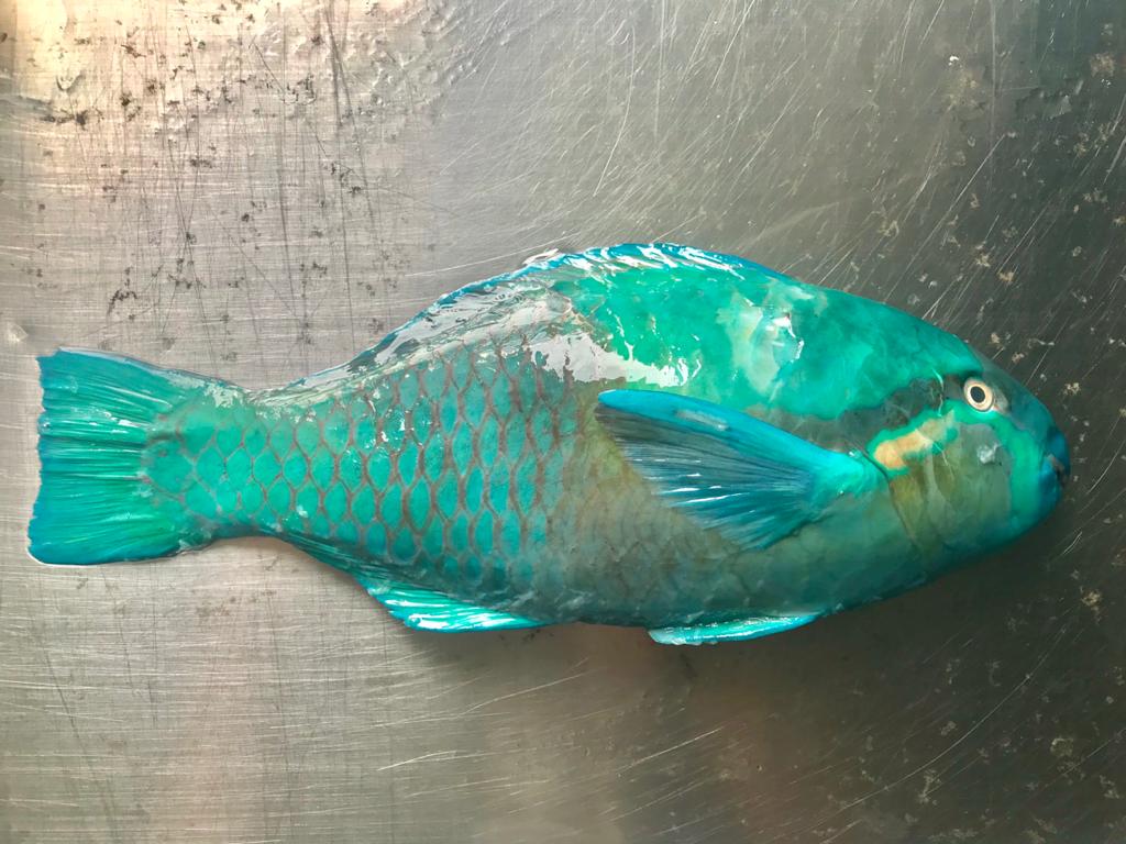 Parrot Fish
